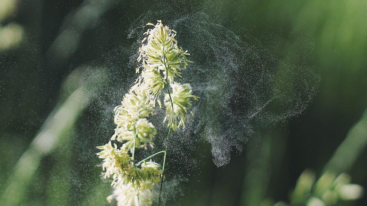 Synligt pollen från gräs med